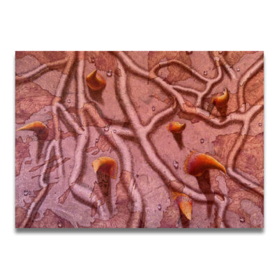 Veins and Thorns